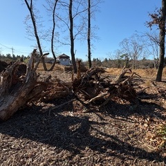 オブジェ素材（杉の切り株）の画像