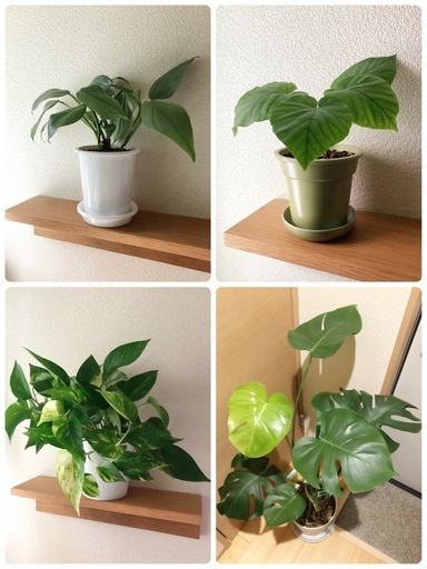 観葉植物　4点セット　まとめ売り