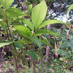 バイオリンの木の画像