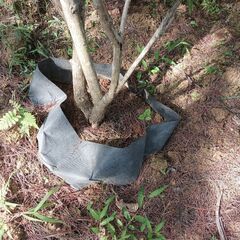 バイオリンの木の画像