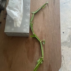 多肉植物の画像