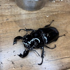 タランドゥスオオツヤクワガタの画像