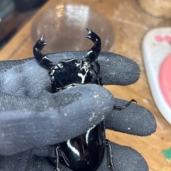 タランドゥスオオツヤクワガタの画像