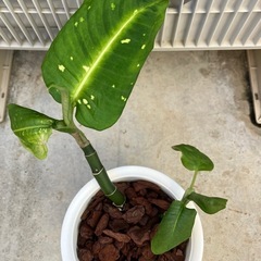 ディフェンバキア　リフレクターの画像