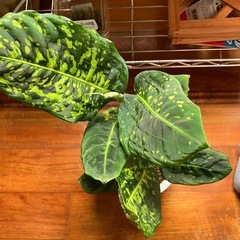 ディフェンバキア　リフレクターの画像