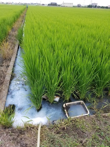 令和7年度産　1等新米コシヒカリ