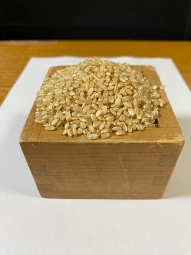 令和7年度産　1等新米コシヒカリ