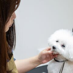 【土日祝メイン／学生OK】トリマー アルバイト・パート｜ドッグサロンソレイユの画像
