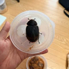 ヘラクレスリッキー（163mmとペアリング済み）の画像