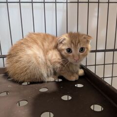 ⭐️耳折れ⭐️茶トラくん⭐️