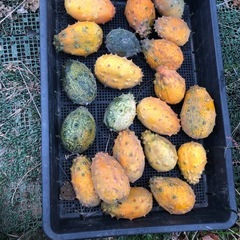 [12/13限定]無農薬　キワーノ　珍しいフルーツ　202512131の画像