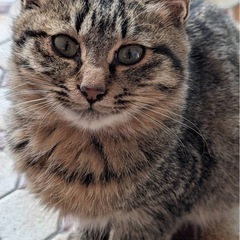 可愛いしっぽのつぶちゃん