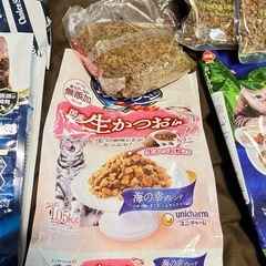 猫　餌の画像