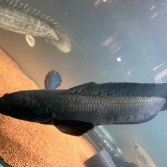 スネークヘッド.40センチの画像