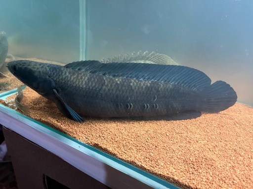 スネークヘッド.40センチ