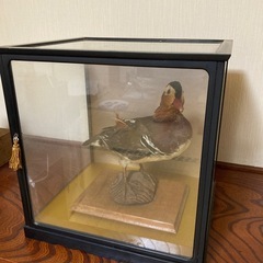 鴨の剥製の画像