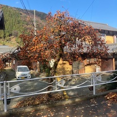 柿　千個の画像