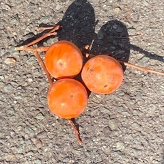 柿　千個の画像