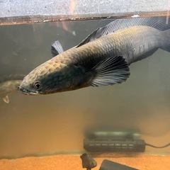 スネークヘッド.40センチの画像