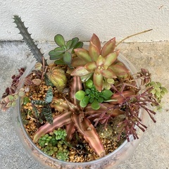 🪴多肉植物寄植　大の画像