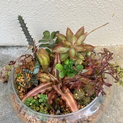 🪴多肉植物寄植　大の画像