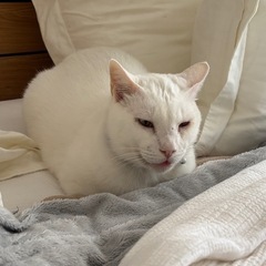 舌を出しっぱなしのコワモテ猫、里親さん募集中！