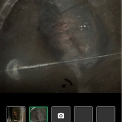 カブトムシ、ヘラクレス蛹ペアの画像