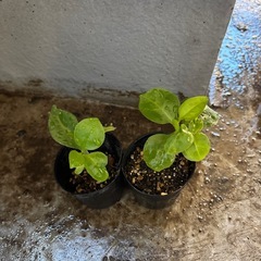 オカワカメ苗　２苗の画像