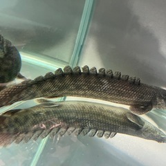 ポリプテルスアンソンギーの画像