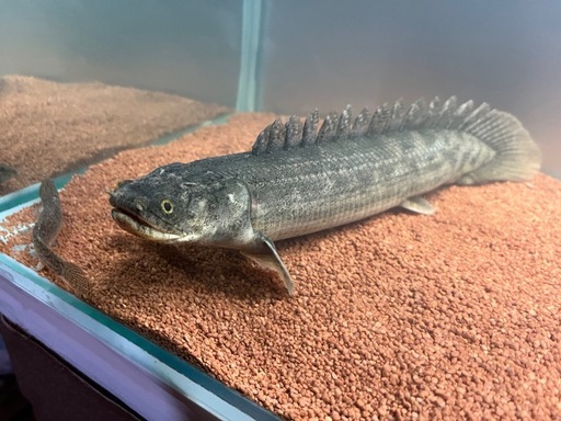 ポリプテルスアンソンギー