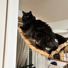 キャットツリー、カゴ単品も可の画像