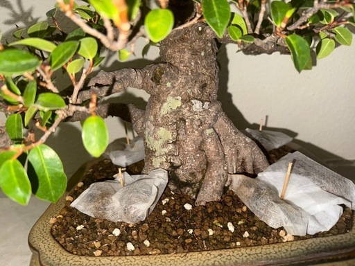 ガジュマル盆栽塊根ガジュマル (がまかつサンライン) てだこ浦西の