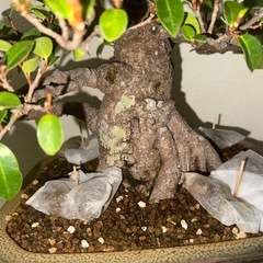 ガジュマル盆栽　塊根　ガジュマルの画像