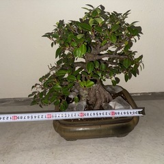 ガジュマル盆栽　塊根　ガジュマルの画像