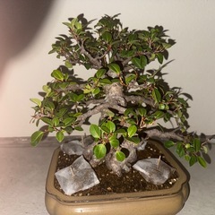 ガジュマル盆栽　塊根　ガジュマルの画像