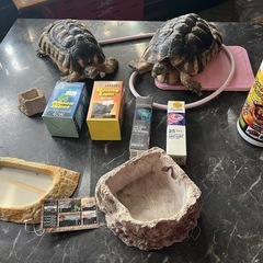 リクガメ飼育セット、バスキングライト、爬虫類保温球の画像