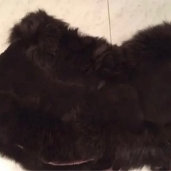 ブラウンファーショーケープの画像