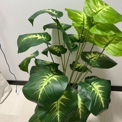 フェイクグリーンの画像