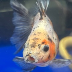 浜松産　オランダの画像