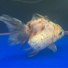 浜松産　オランダの画像