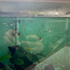 グッピーの稚魚 約15匹付き 水槽セット販売 の画像