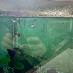 グッピーの稚魚 約15匹付き 水槽セット販売 の画像