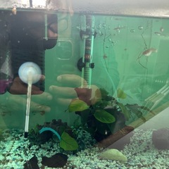 グッピーの稚魚 約15匹付き 水槽セット販売 の画像