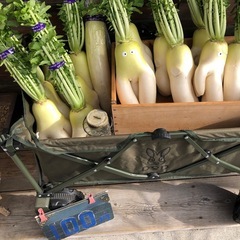 ダイコン　100円の画像