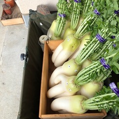 ダイコン　100円の画像