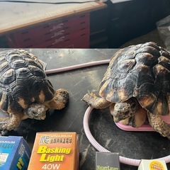 リクガメ飼育セット、バスキングライト、爬虫類保温球の画像