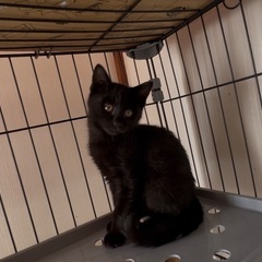 お話し合い中！とっても人懐っこ抱っこも大好きな黒猫くんです…