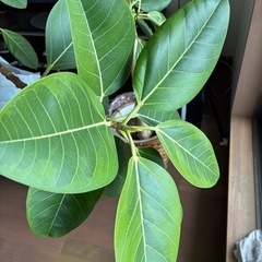 観葉植物　ゴムの木の画像