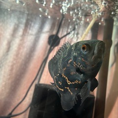 タイガーオスカーの画像