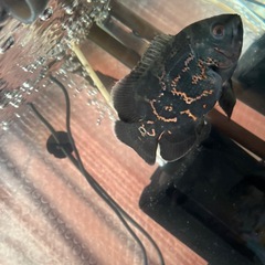 タイガーオスカーの画像